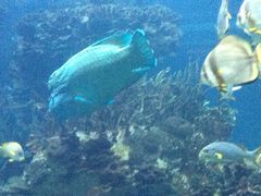 -迪拜帆船酒店海底餐厅