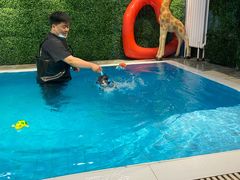 -Goku PET SHOP宠物视觉生活馆(双井店)