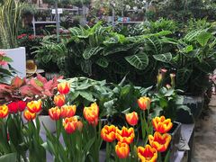 -秦美花卉(天朗·莱茵小城2期店)