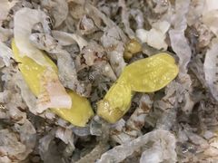 -蝎王府羊蝎子(北大地店)