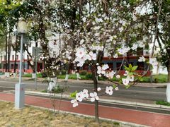 -四川大学(望江校区)