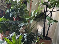 -Thai Basil罗勒叶泰式餐厅(时代天街店)