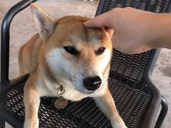 -柴犬高等学院·狗咖·柴犬售卖·宠物训练