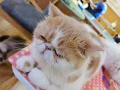 -滚猫咖啡·猫咖·猫友好撸猫(未来城店)