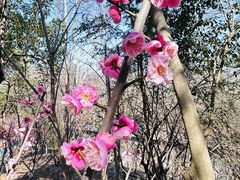 -大蜀山国家森林公园