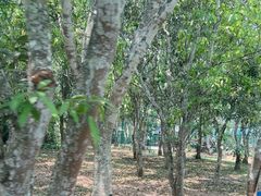 -中国科学院西双版纳热带植物园
