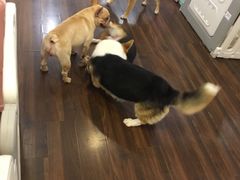 -柯斗斗主题餐厅·狗咖·围炉煮茶·茶饮(国瑞升平里店)