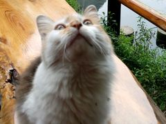 android_upload_pic-山色柴火烤披萨·原切牛扒