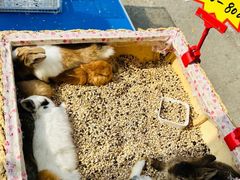 -中环花鸟鱼虫市场