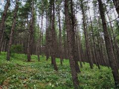 -塞罕坝国家级自然保护区