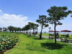 -野狸岛