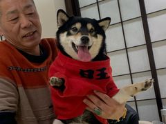 -逗柴咖啡屋·狗咖猫咖宠物桌游