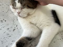 -喵园·猫主题咖啡厅·撸猫·猫咖(国贸店)