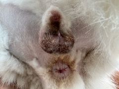 -达爱动物医院·犬猫分区·CT·复杂眼科(远洋山水分院)