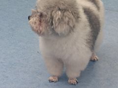-博特宠物医院24h犬猫全科.骨科·异宠