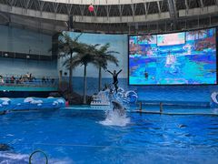 -海合安成都极地海洋公园