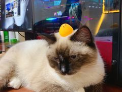 -北京观赏动物医院·24小时大型综合·猫专科·异宠专科