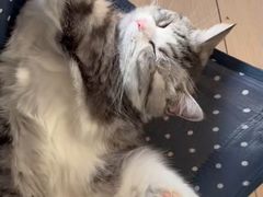 -全心全意连锁动物医院·特色中医诊疗(会城门分院)