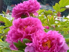 -洛阳白云山景区