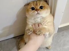 -宠物星动物医院·眼科·异宠·猫科(江南大道总院)