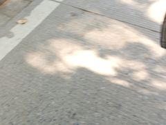-武汉大学-樱园