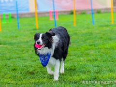 -趣玩宠物乐园寄养训犬训狗游泳池