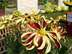 菊花展-三圣花乡旅游区