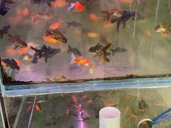 -金陵花卉交易市场