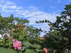 -上海吴淞炮台湾国家湿地公园