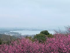 -香雪海