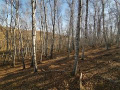 -塞罕坝国家级自然保护区