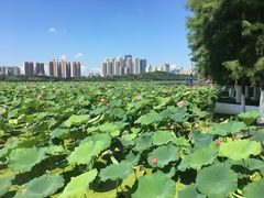 -月湖风景区