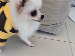 -怪兽屋·羊驼·猫咖·狗咖(俊华广场店)