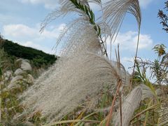-上海国际音乐村