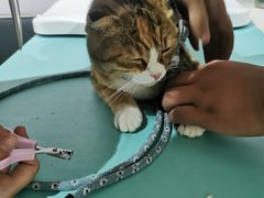 -艾贝尔宠物医院·24H转诊中心·肿瘤猫专科(江宁双龙店)