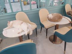 -安格丽娜·狗咖·猫咖羊驼咖(春熙路百盛商场店)