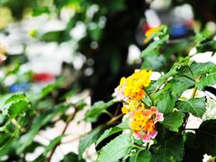 -花迹(富春江东街店)