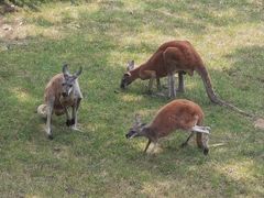 -大连森林动物园