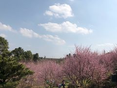 -秀丽东方