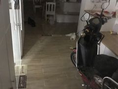 -李小姐の猫咖啡馆(五角场店)