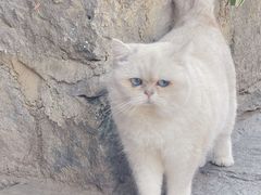 -喵屿·大理花园猫咖