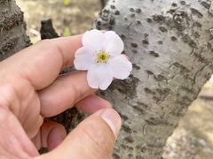 -桃花堤公园