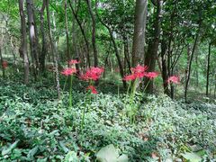 -上海佘山国家森林公园天马山园