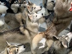 -Husky Go!哈士奇体验馆·宠物咖啡厅狗咖