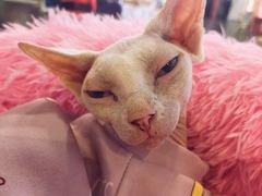 -猫小院猫主题餐厅(三里屯店)