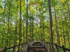 -黄海国家森林公园