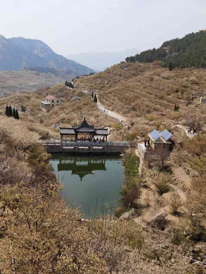 大崂樱桃谷-"不建议开车去,路很堵.不要把车停门口!不.