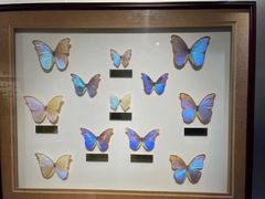 -上海昆虫博物馆