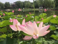 -西海子公园