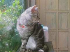 -海边的猫和咖啡馆